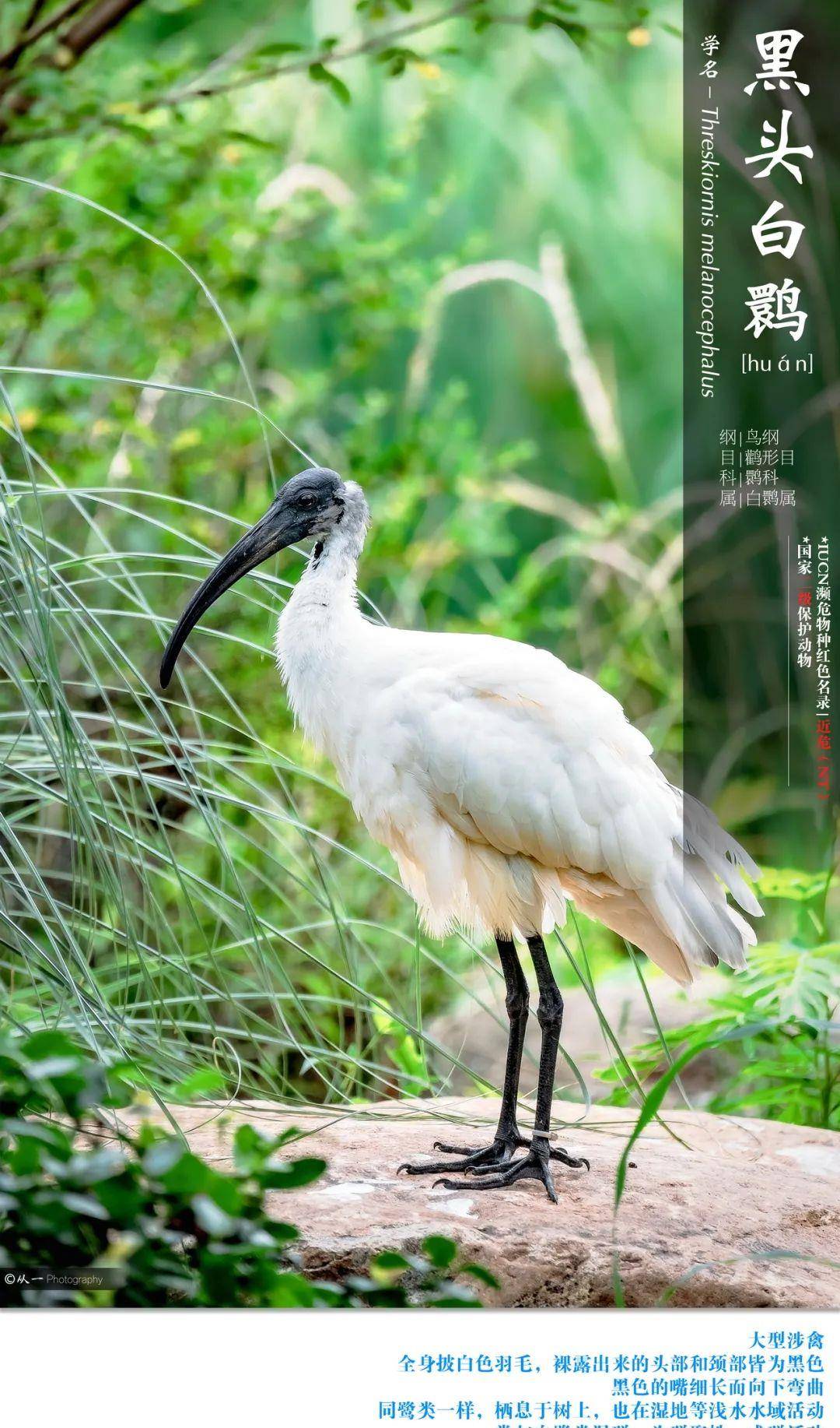 怎么养鸟才能让它认主人 e7659a26b80a4f978b51cf1ea82f04b7.jpeg