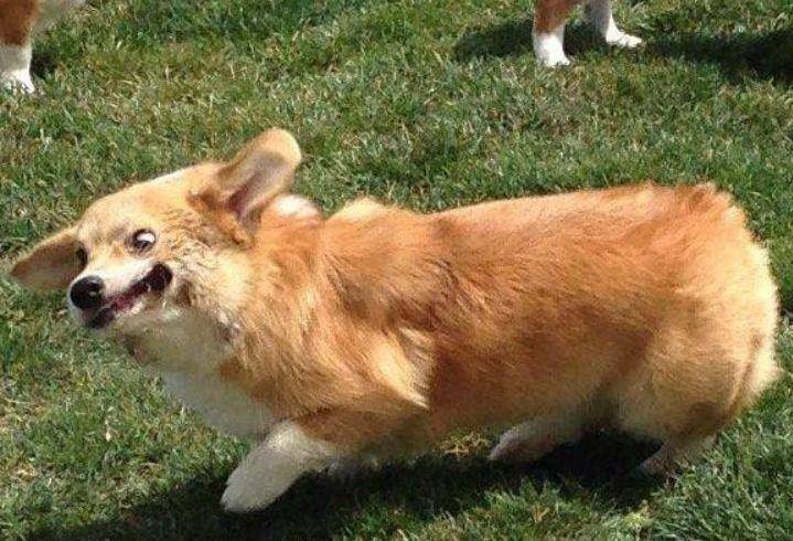 柯基排名_小型宠物犬排名柯基