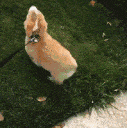 博美生|别的柯基都是招风耳，这只柯基竟然长了双兔子耳……太萌了！