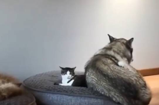 玩具|这哈士奇混的是真差劲，一眼就看出在家的地位，好心酸！