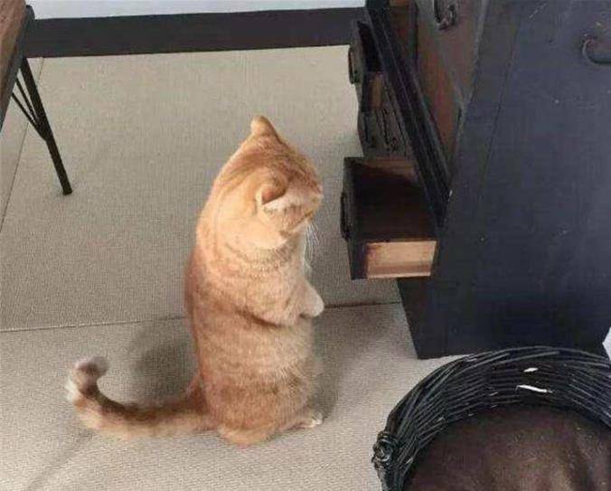 因为|橘猫的“宝贝”不翼而飞，当看到它“凝重”的表情后，宠主无奈了