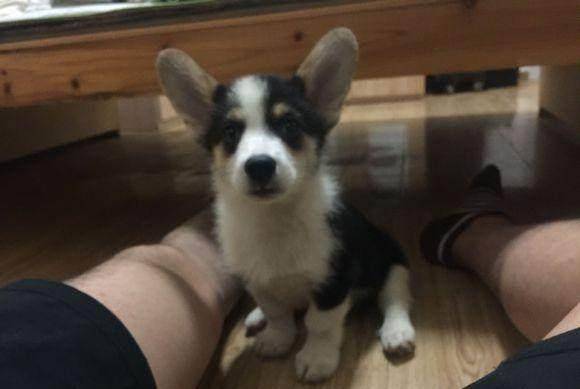 样子|两个月的小柯基偏瘦，瘦归瘦，皮起来是真的吓人！