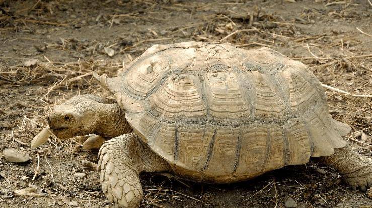 乌龟怎么养大得快 3bdb7cdf50654c33b45b06e3825a7d8c.jpeg