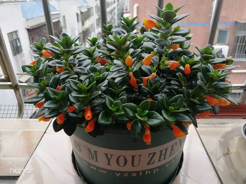 招财进宝的花,端庄大气寓意好,适合客厅养一盆,聪明人都养了