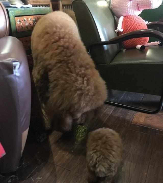 因为|可爱的小泰迪被大狗狗当成零食,真是有趣,爱不释手