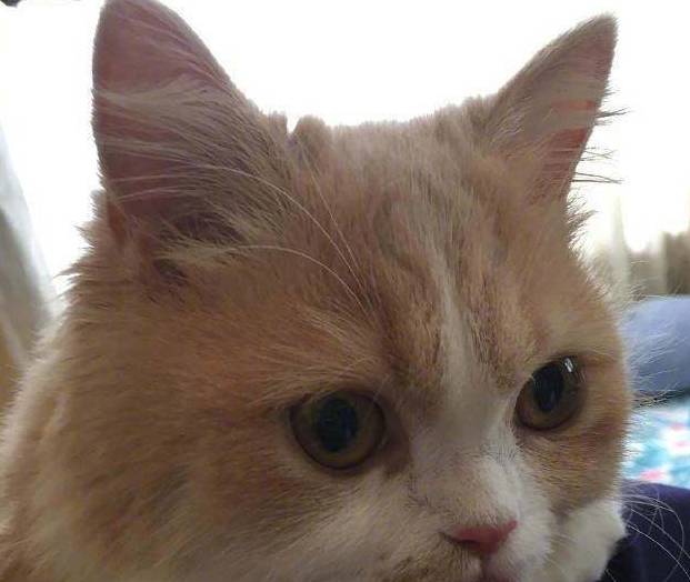 这只猫咪好神奇只要一拍照就这样…这反应让人笑喷了 这只猫咪好神奇只要一拍照就这样…这反应让人笑喷了