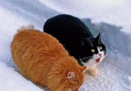 观点评论|猫咪在奶奶家的日子过得太滋润，成这个“猪样”太丢喵星人的脸了