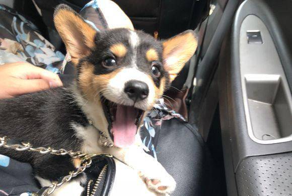 小区|不爱打针的黑头柯基,刚来家里和流浪儿一样!