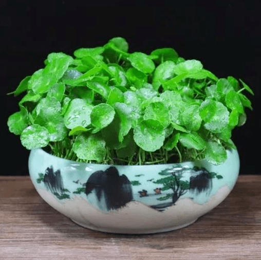 十二生肖配对助运植物,让自己势如破竹!