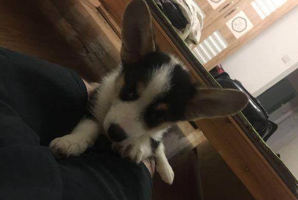 样子|两个月的小柯基偏瘦，瘦归瘦，皮起来是真的吓人！