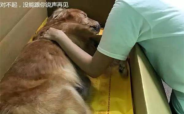 老金毛發瘋咬了孩子一口，媽媽急忙帶去醫院，驗血結果卻讓她痛哭 萌趣萌寵 第3张