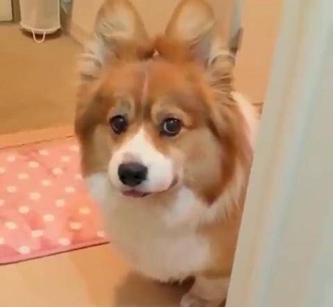 博美生|别的柯基都是招风耳，这只柯基竟然长了双兔子耳……太萌了！