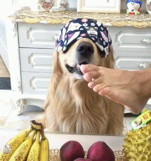 嗅觉排名_十大嗅觉猎犬排名(2)