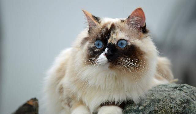 亲人|猫咪高冷？这几个极品“黏人精”猫，黏人到让你嫌烦！