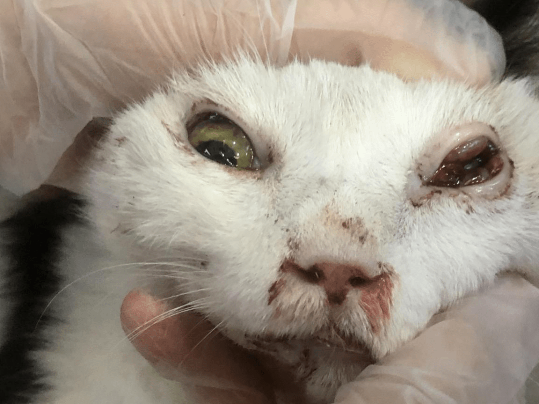 触目惊心!当猫咪不幸遭遇车祸,应该如何正确急救