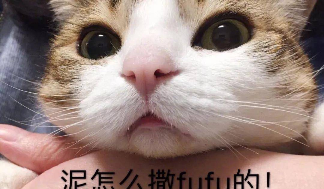 1768e856f68a4e198012070a8f251949.jpeg
