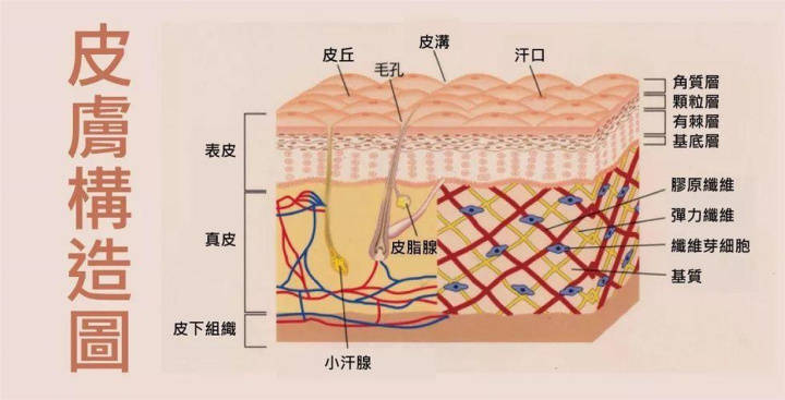 皮肤结构主要分为三层:表皮,真皮,皮下组织.