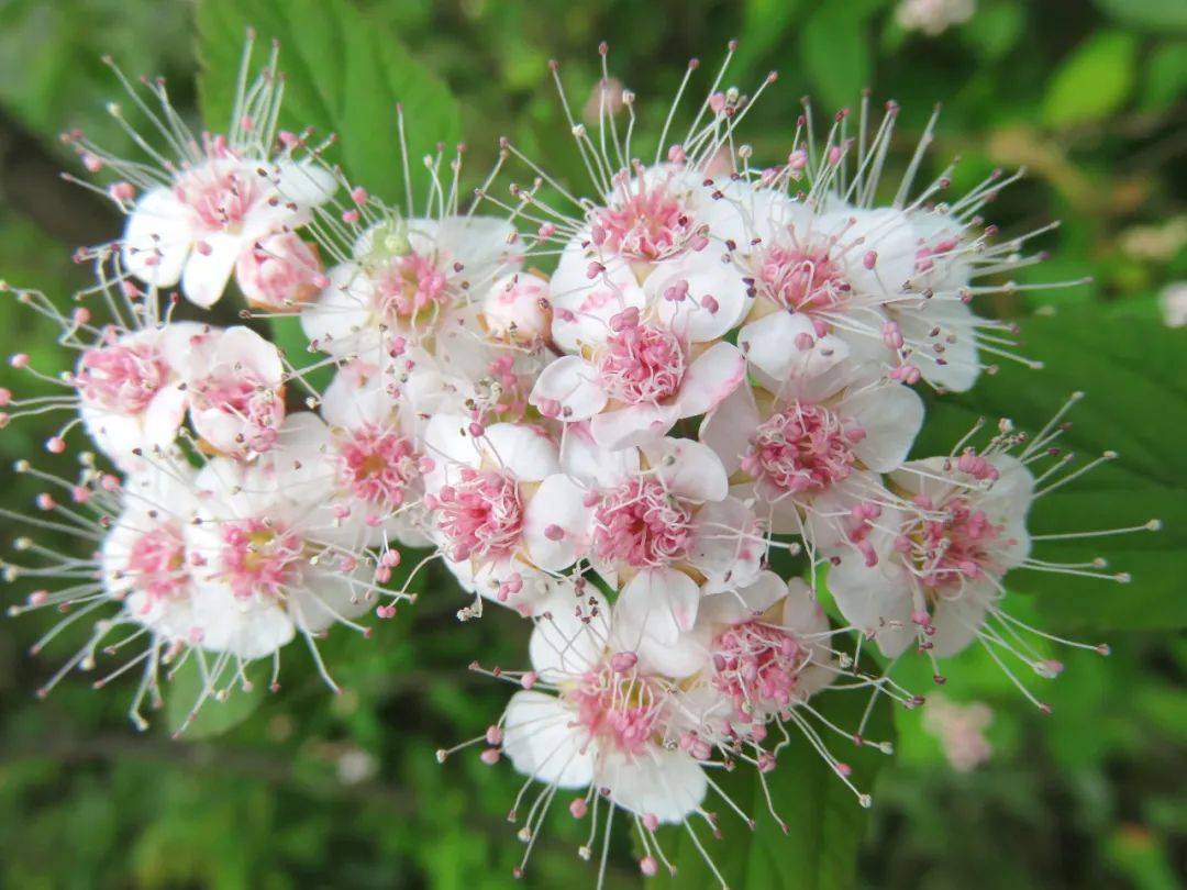 穿越百万年探寻伯乐树窥湖北五峰后河自然之珍