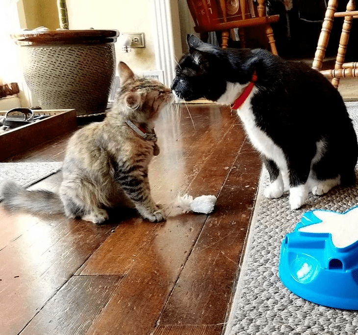 女子在停车场救下被遗弃的流浪猫,如今猫咪颜值逆袭,判若两猫