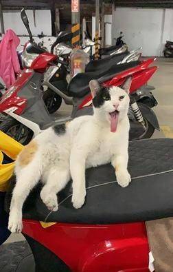 猫咪|流浪猫霸占坐骑，被疯狂调戏还不走，车主：能把猫咪带回家吗