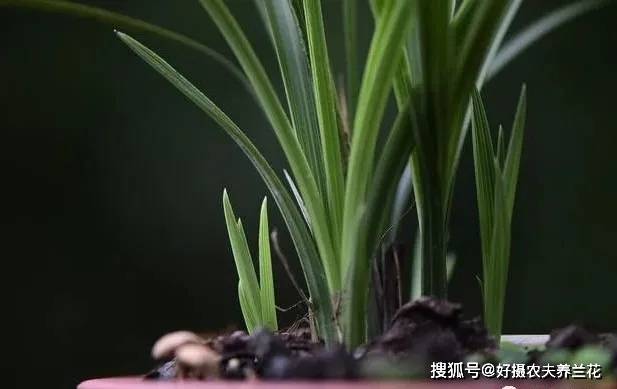 为什么花市的盆栽郁郁葱葱 买回家养几天就死了 4个主要原因 花卉