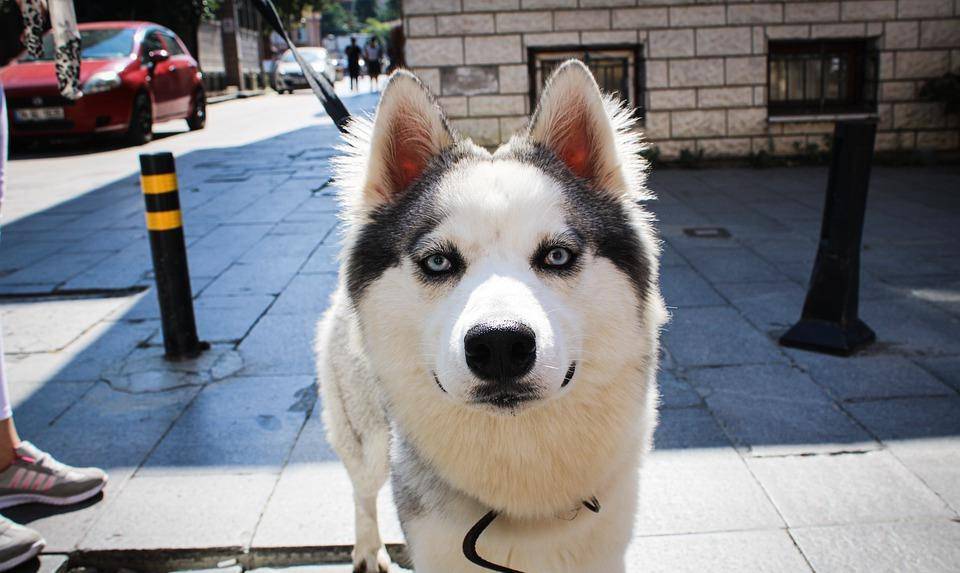 经济|有人为养狗而心疼,有人为养狗而破费,养狗到底不能省什么?