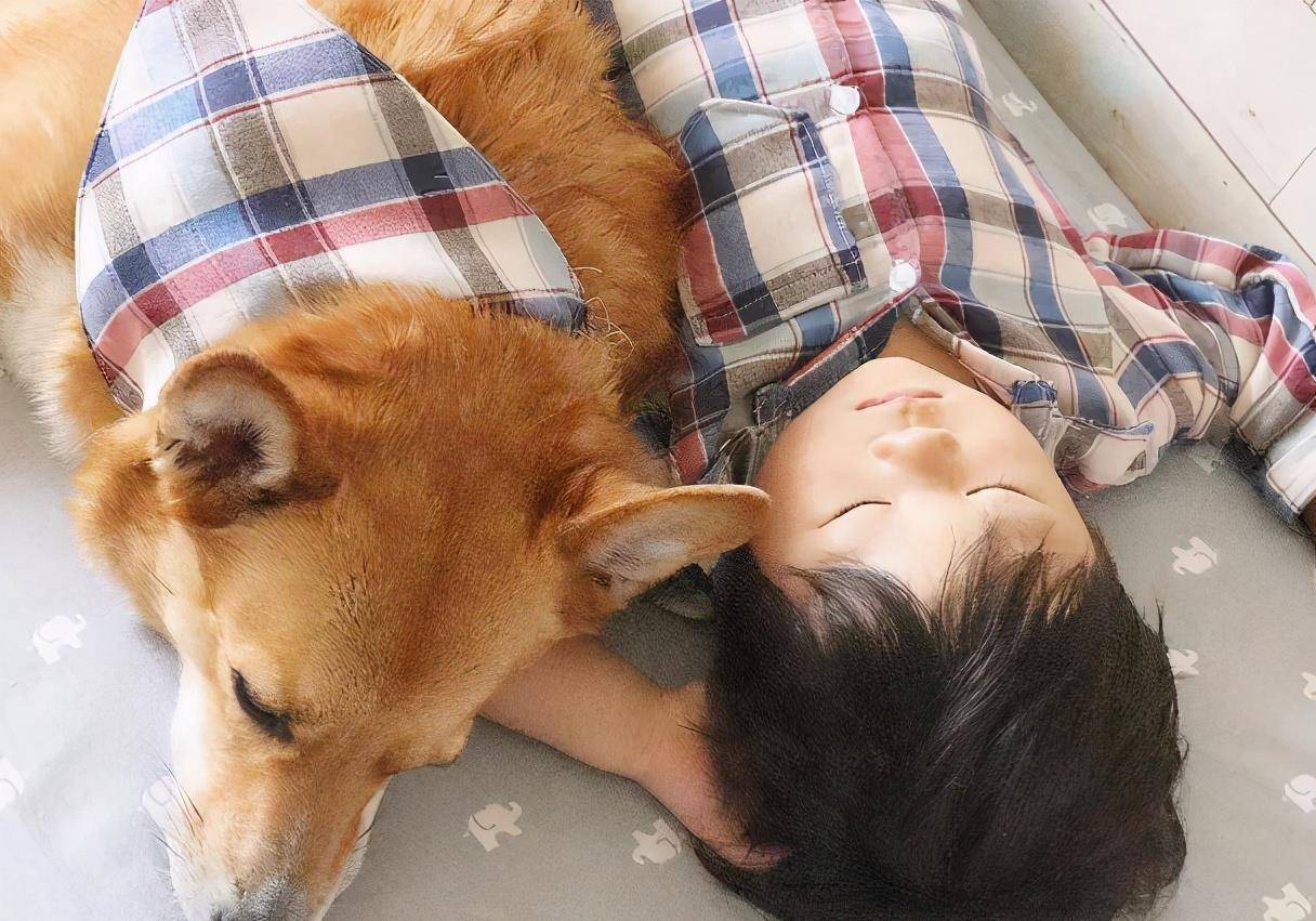 时间|柯基犬若有以下行为,说明它在守护你!