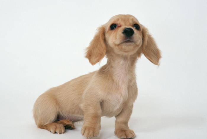 观点评论|狗狗有分离焦虑？掌握这3种方法，或许能让狗狗不再害怕！