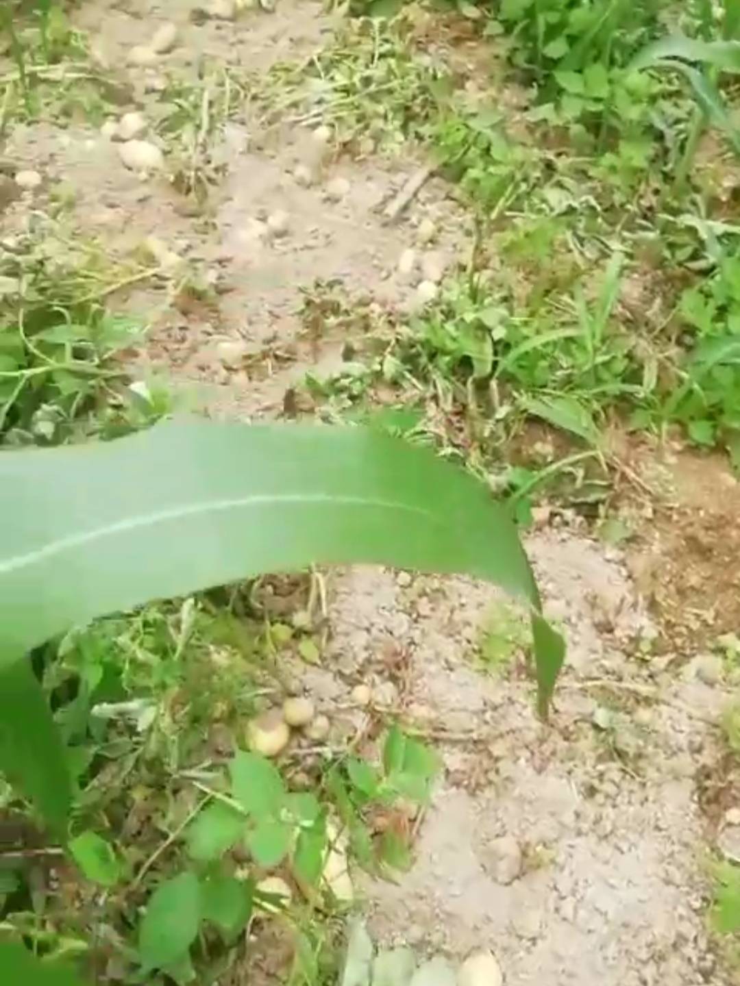 丹凤张杰‖野猪泛滥