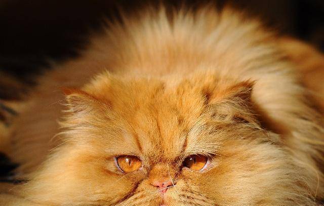 亲人|猫咪高冷？这几个极品“黏人精”猫，黏人到让你嫌烦！