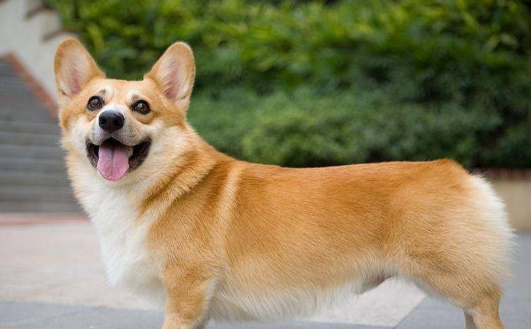 时间|柯基犬若有以下行为,说明它在守护你!