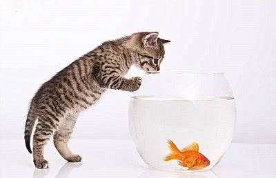 猫咪怎么养熟 c42e352277534a06a8b51f78fcbeb77e.jpeg