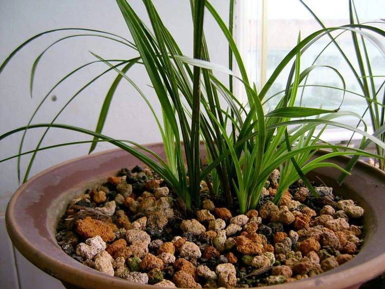 原创新上盆栽种一个月的兰花要春化吗?2个情况搞清楚就简单多了