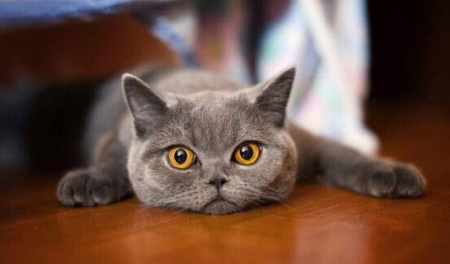 顿就|都说猫咪高冷,那为什么它会在主人熟睡的时候“偷亲”主人呢?