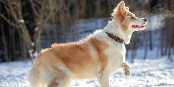 智商排名第一的狗_狗智商排名(3)