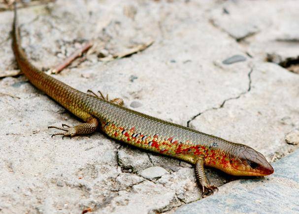 原创俗称猪婆蛇像泥鳅却有四条腿常在田边晒太阳是益虫吗