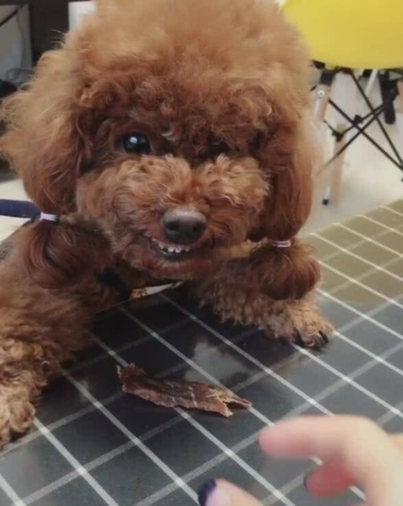 绝招|泰迪护食对主子龇牙，使出一把菜刀，狗子立马变怂！