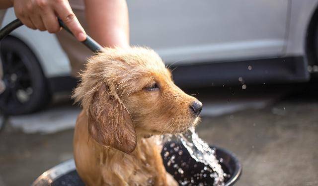 方法|遇到不喜欢洗澡的狗狗,原因大家去找过吗?该如何让狗狗习惯呢