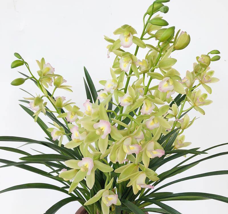 养殖白玉香兰很简单掌握正确的养殖方法花朵开得多姿又灿烂