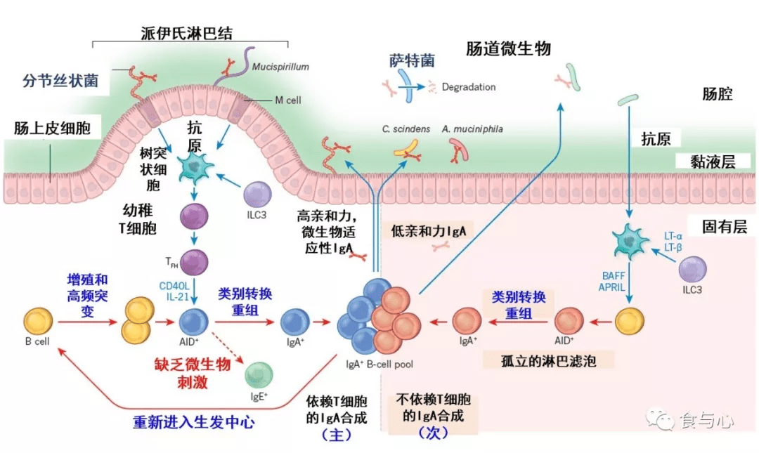 拯救脸盲的免疫系统1免疫细胞也需要上学才能正确识别敌我