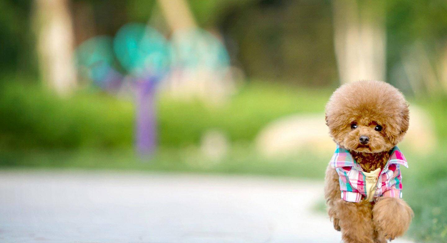 才会|养了泰迪犬之后,生活开始发生巨变,再也不敢养了!