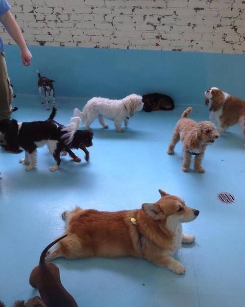 观点评论|柯基风靡全球,但本地人却把它当土狗,不喜欢的原因主要有3个