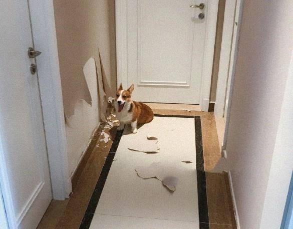 什么|大屁股柯基撕起家来，基本没二哈什么事