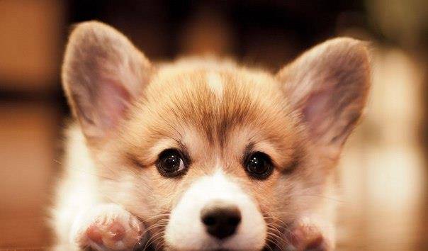 观点评论|柯基风靡全球,但本地人却把它当土狗,不喜欢的原因主要有3个