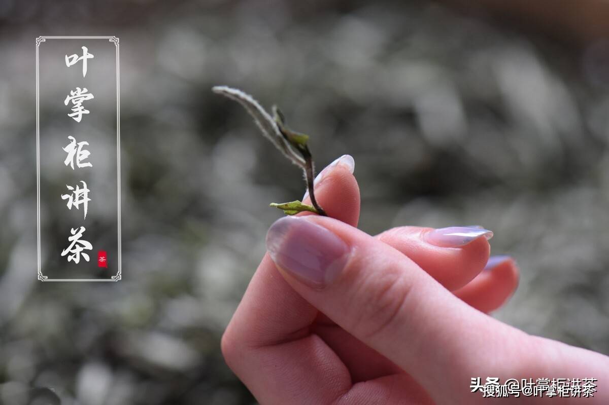因为|白茶寿眉是什么茶?喝寿眉茶有什么好处?