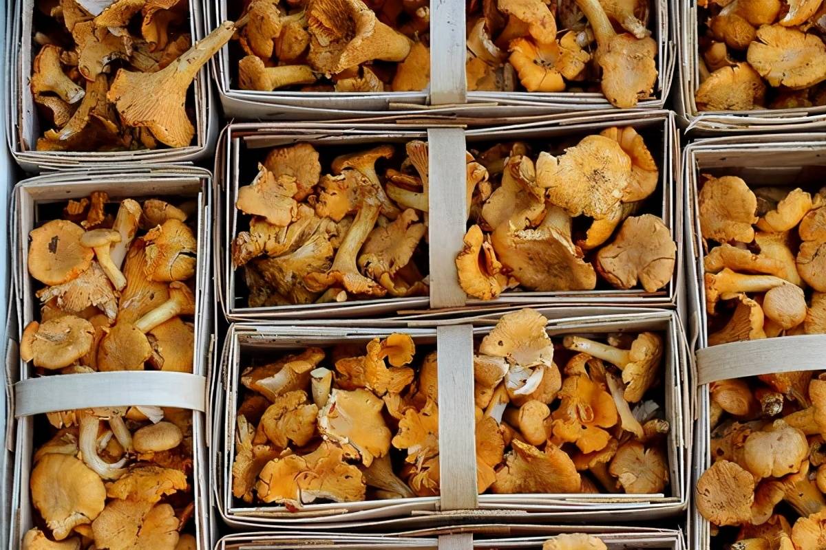 原创
一会下雨一会小人?明知野生菌有毒,为何云南人还是拿命去吃呢?