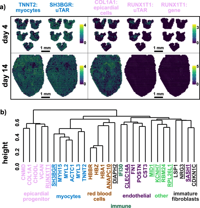 亚型|单细胞测序最新研究进展(2021年7月）