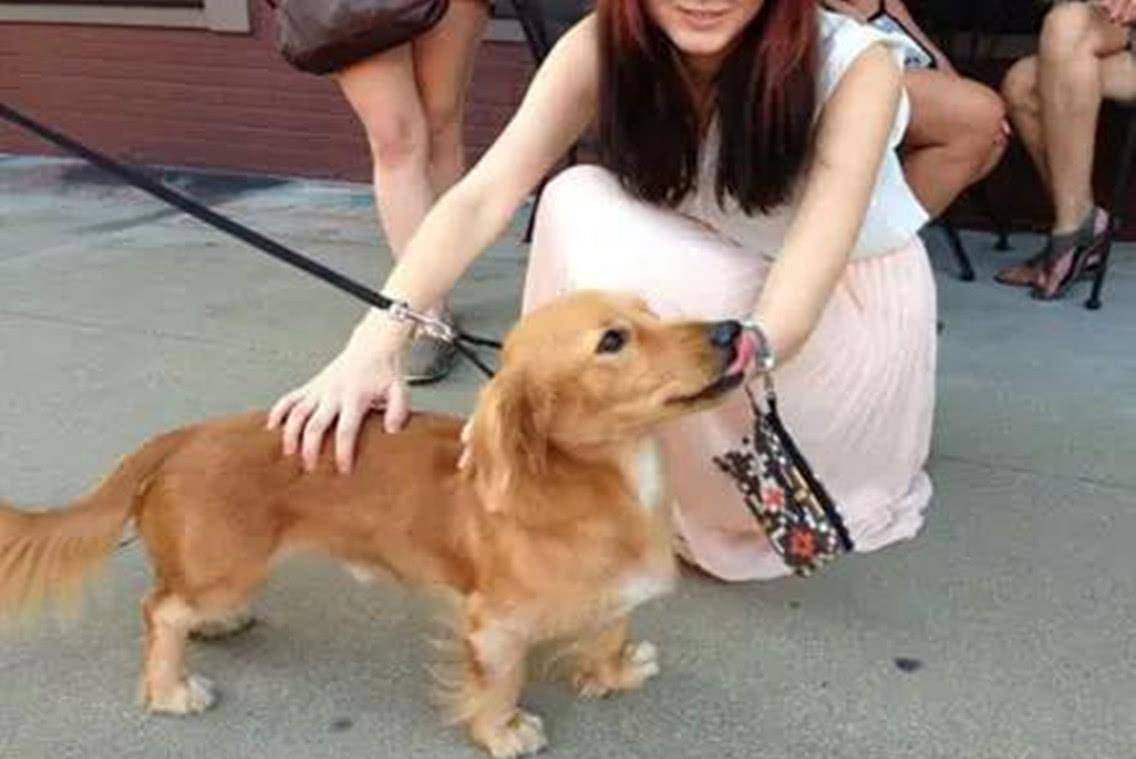 观点评论|柯基的“短腿基因”太强大，跟它混血的狗全像被“砍去一半腿”