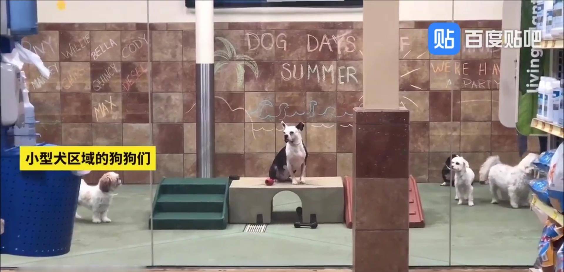 体型|国外最近很火的宠物幼儿园，狗狗也上学了！贫穷限制了我的想象