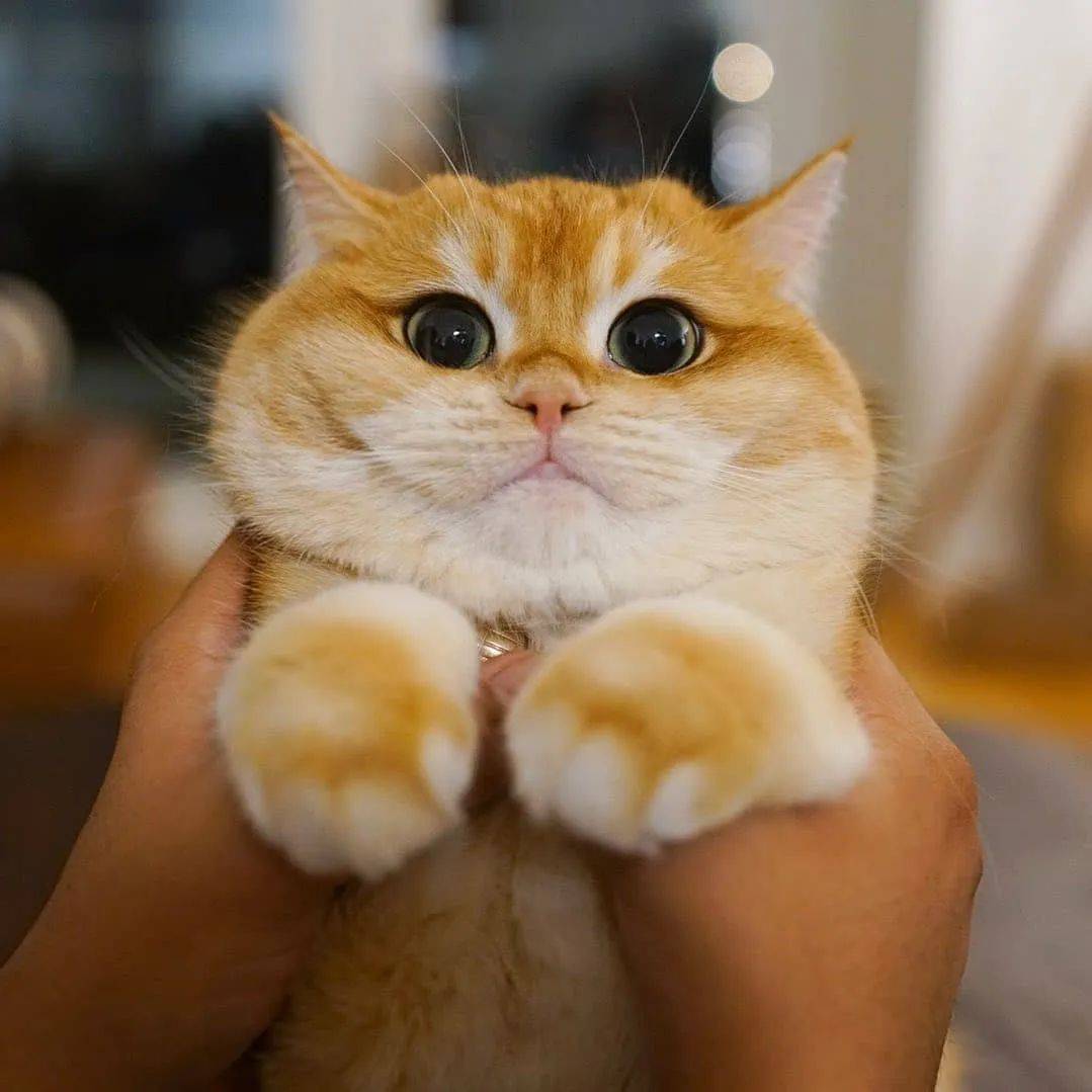 今日话题: 你觉得,你家猫在"利用你"吗? (文章配图来源网络,文字原创)